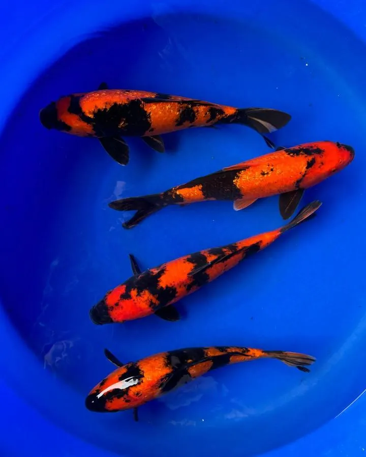 Four black and red Hi Utsuri koi swimming in a blue tub