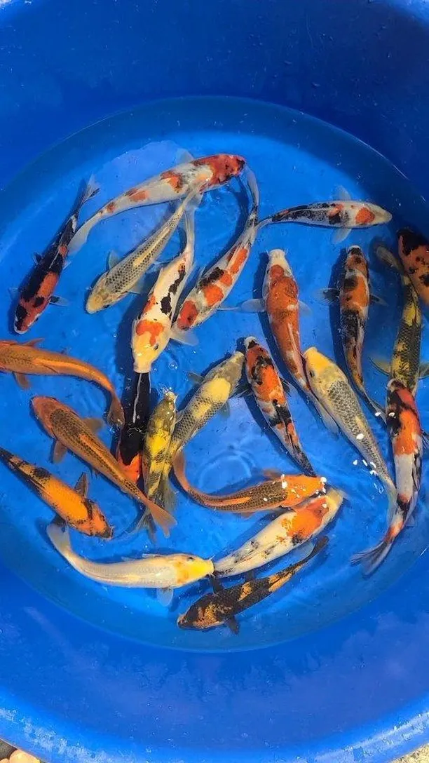 Young Japanese koi in red, orange, gold, black and white swimming in a blue tub