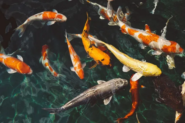 Orange, white, gold and silver koi swimming together seen from above