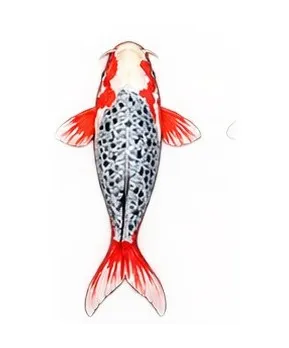 Illustration of an Asagi koi: blue-gray netted scales with red on the fins and sides
