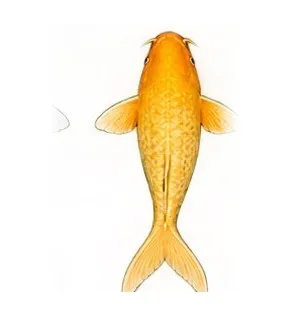 Illustration of a Chagoi koi with warm brown-gold scales