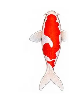 Illustration of a Kohaku koi: white body with large red patches