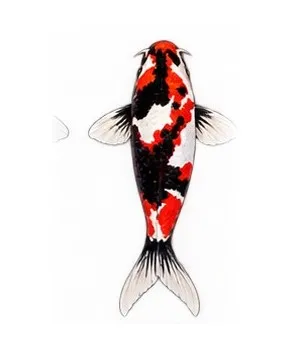Illustration of a Showa koi: black body with red and white markings