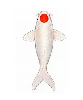 Illustration of a Tancho koi: pure white body with one round red spot on the head