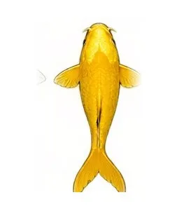 Illustration of a Yamabuki Ogon koi with shining metallic gold scales